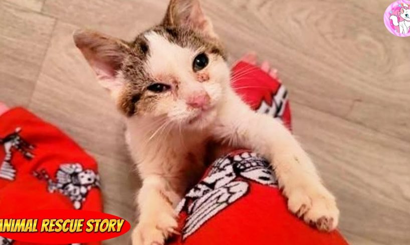 A man stopped to help a stray kitten he found in the middle of a road