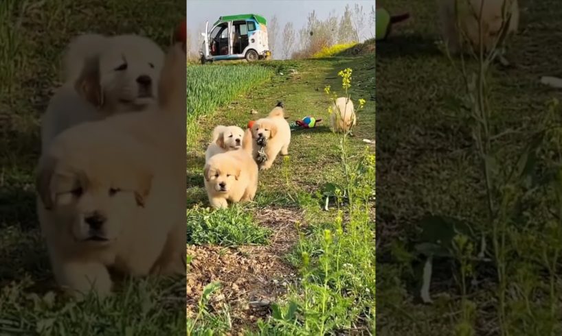 A song for golden retrievers 🐶 #dog #goldenretriever #cutepuppy