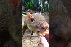 Agouti 🐿️ The Mind-Blowing Memory Creature!