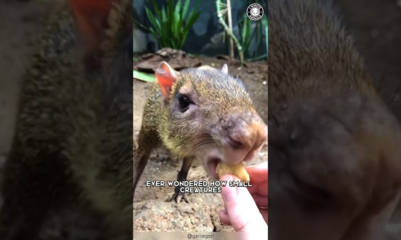 Agouti 🐿️ The Mind-Blowing Memory Creature!