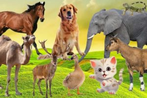 Amazing Familiar Animals Playing Sounds : Cats, Fish, Dog, Elephant, Horse | Animal Moments