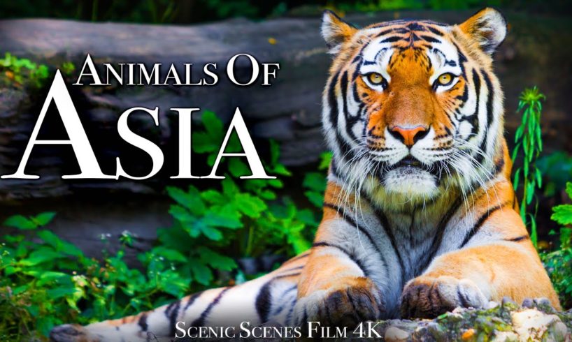 Animals of Asia 4K - Amazing Scenes of Asia Wildlife | Scenic Relaxation Film