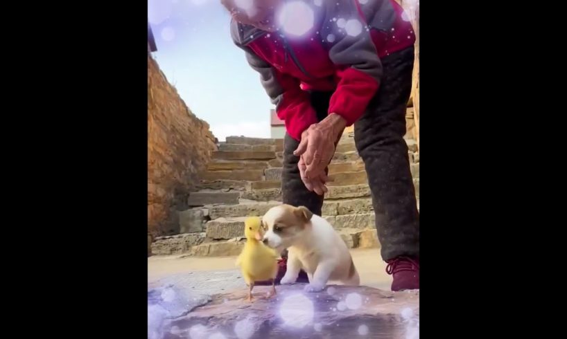 Beautiful puppy playing with duck chicks | Funny animals #animal #funnyanimals