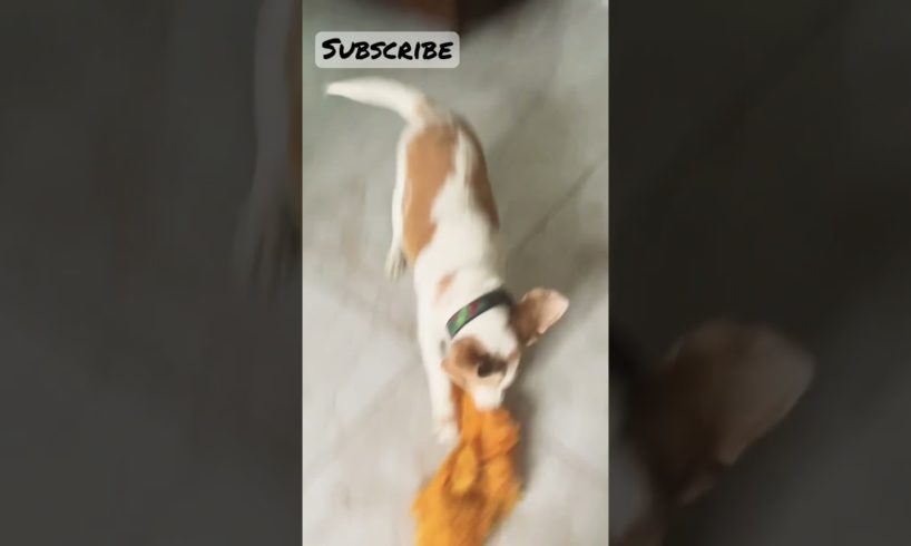 Best Dog play! #dogvideo #dog #beagle #animals #playing #pet #petlover #videos #paws #adorable