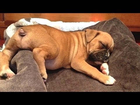 Best Of Cute Boxer Puppies - Funny Puppy Videos 2019