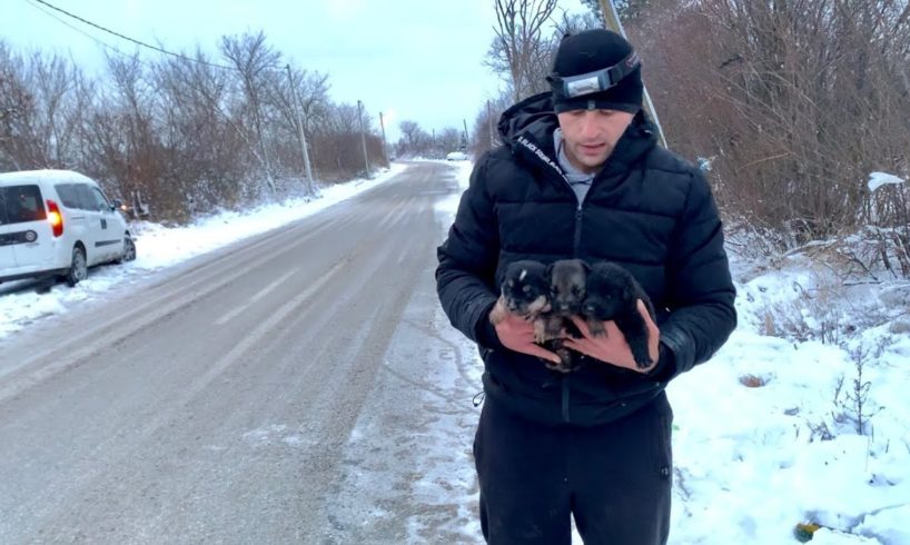 Brave mama asks strangers to save her babies | Dog Rescue Shelter