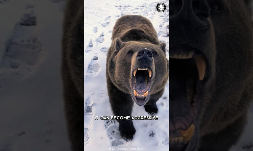 Brown Bear 🐻 The Ferocious Side of These Furry Giants!