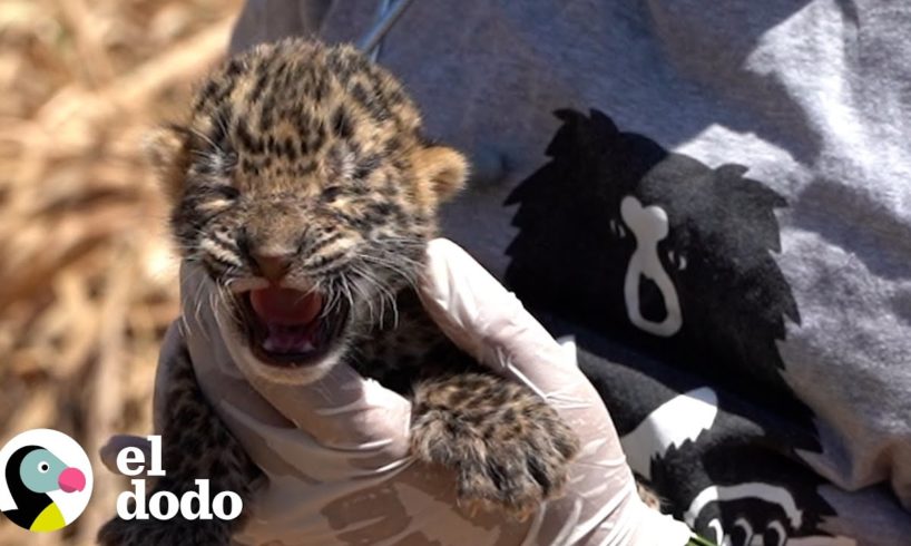 Cachorro de leopardo perdido sigue llorando por mamá | El Dodo