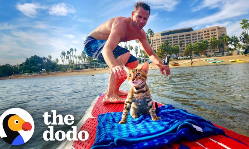 Cat Begs Dad To Let Him Come Surfing | The Dodo