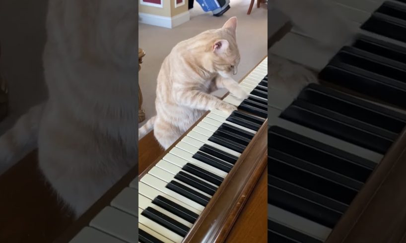 Cat Plays Piano! 🎹 #cats #piano