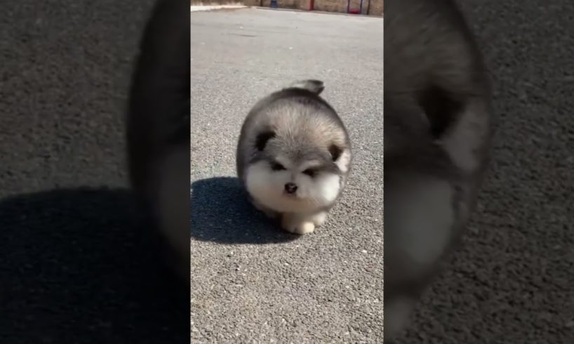 Cute Alaskan malamute puppies