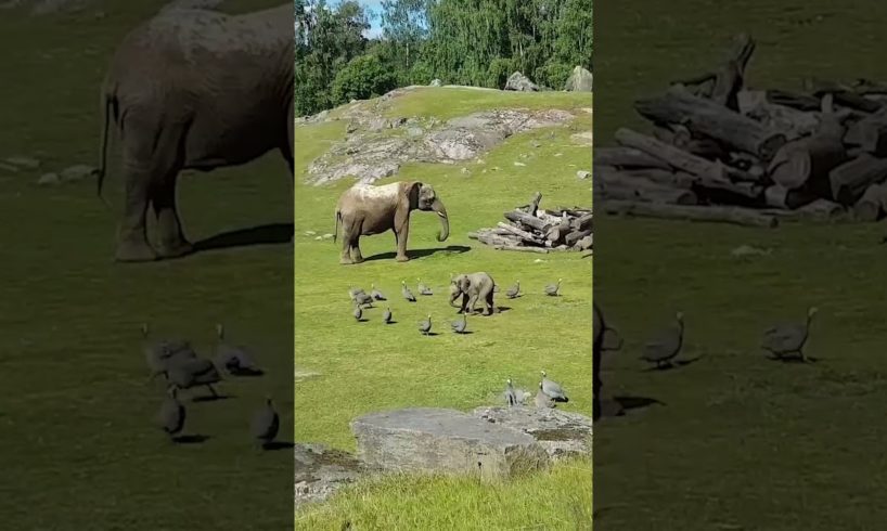 Cute Baby Elephant Trips While Playing With Birds