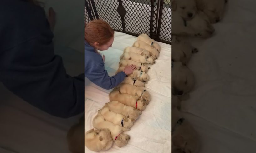 Cute Golden Retriever Puppies Sleeping Peacefully || PETASTIC 🐾