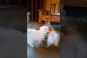 Cute Puppies Want To Play With Cat #short