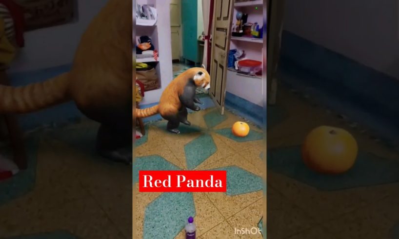 Cute Red panda playing|| #shorts #youtubeshorts #shortsvideo #animals #animallover #music