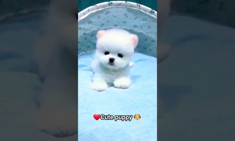 Cute puppy dog❤️|baby dog|fuuny puppy🐶|cute puppy status video😂|cute|cute little puppy video|#shorts