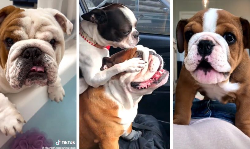 Cutest and Funniest BULLDOGS Compilation 🥰