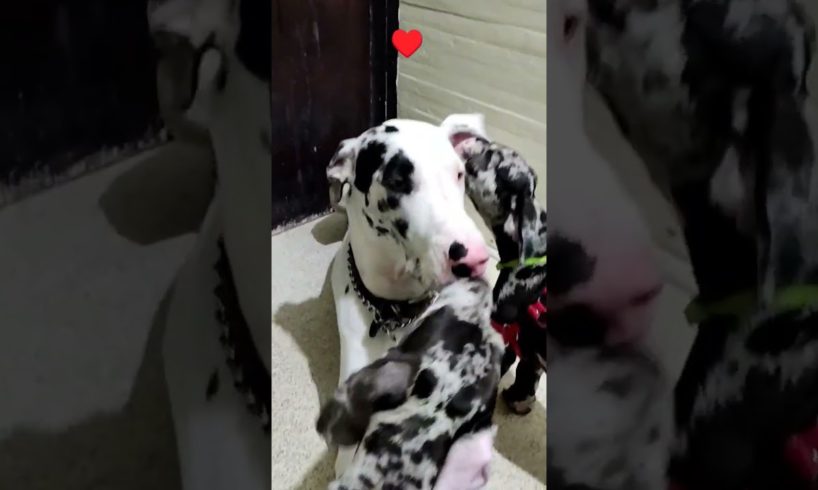 Cutest puppies in the world ♥️😇 #shorts #greatdane #puppy #playful #calmdown #lovedogs #pets