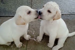 Cutest puppies playing