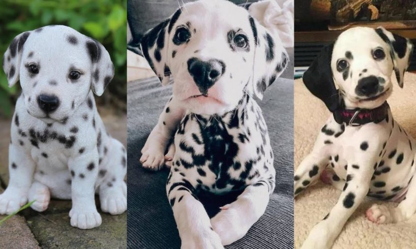 Dalmatian puppies | Funny and Cute dog video compilation in 2022.