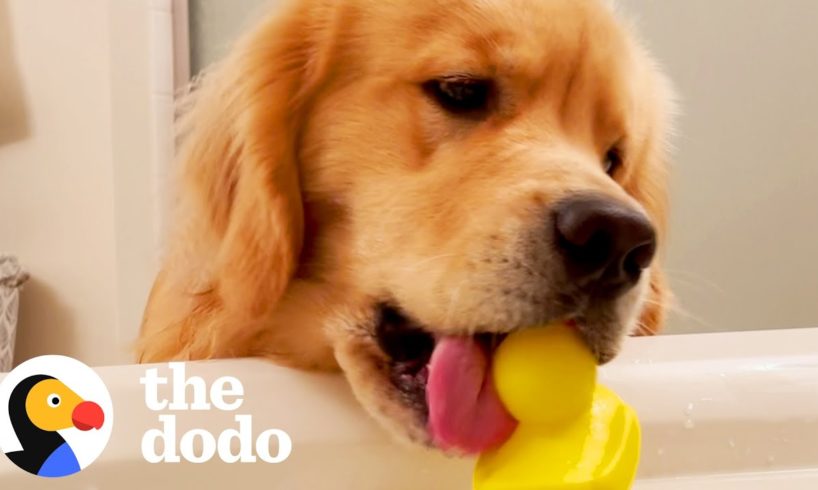 Dog Won't Stop Dropping Objects Into His Mom's Bath | The Dodo