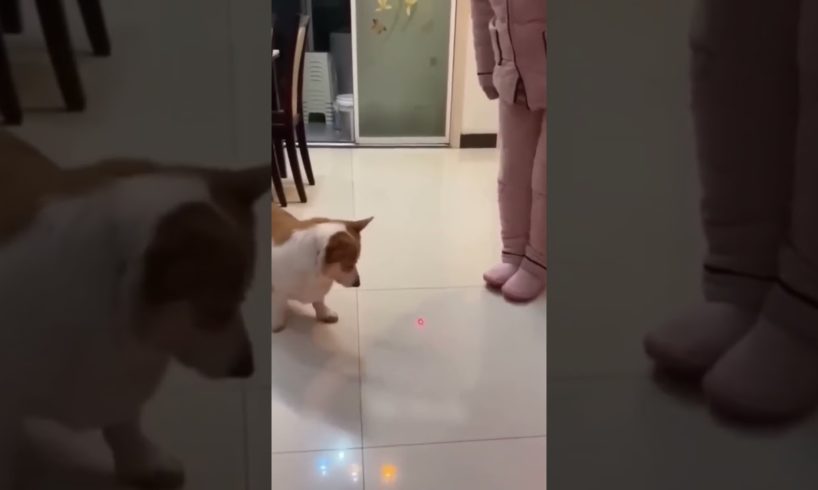 Dog playing with laser light #shorts #reels #fbreels #cats #funny #funnycats #animals #funnyvideo