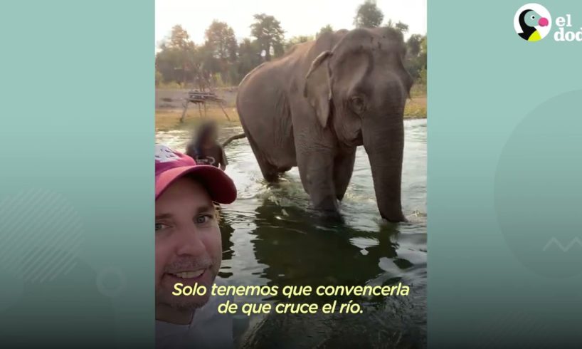 Elefante de 49 años da sus primeros pasos libres 🥹 | El Dodo