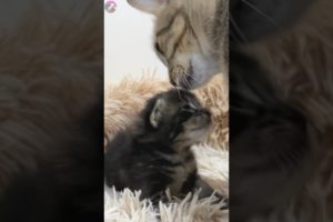 💖 Feline Family Bonds | Older Cat Helping Mama and Kitten 🐈👶 #shorts