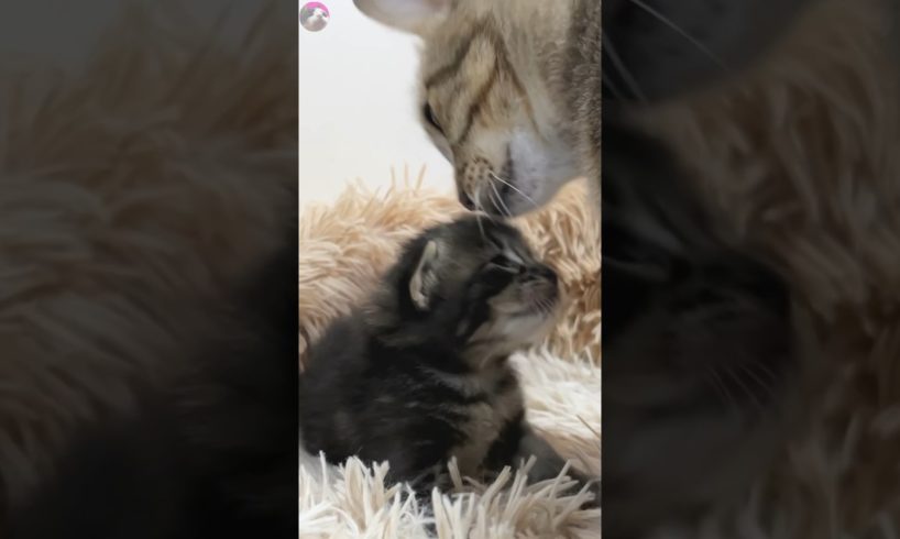 💖 Feline Family Bonds | Older Cat Helping Mama and Kitten 🐈👶 #shorts