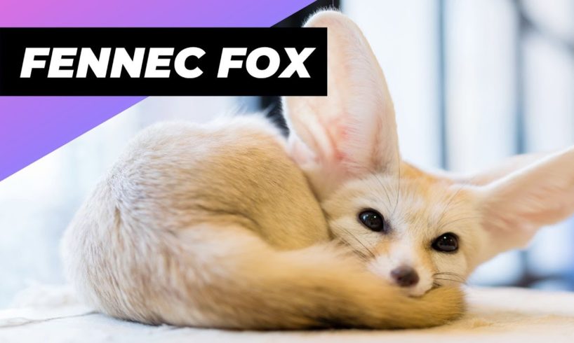 Fennec Fox 🦊 One Of The Cutest And Exotic Animals In The World #shorts