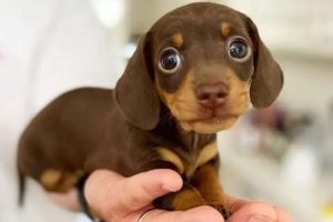 Funniest & Cutest Dachshund Puppies #2