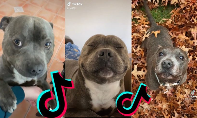 😍 Funny and Cute Staffordshire Bull Terrier Dogs and Puppies TikTok Compilation 😂