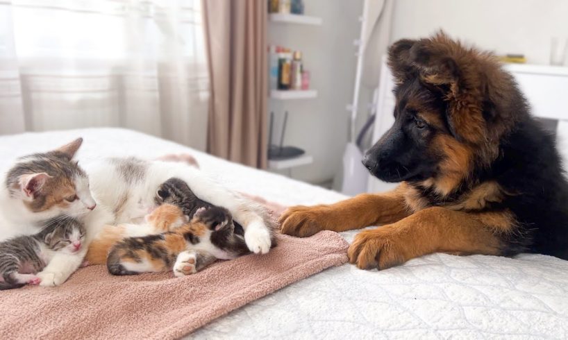 German Shepherd Puppy Meets Mom Cat with Newborn Kittens for the First Time