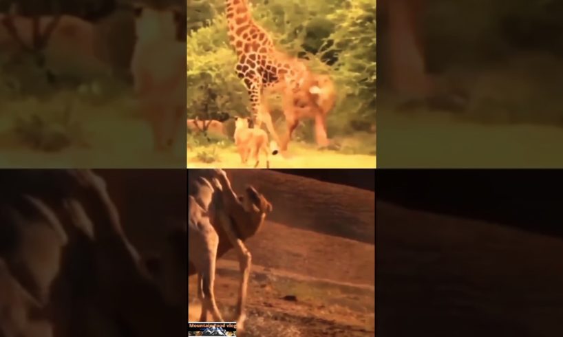 Giraffe vs Lion real Animal Fight||#shorts#viralvideo