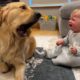 Golden Retriever Pup Makes Baby Cry But Says Sorry! (Cutest Ever!!)