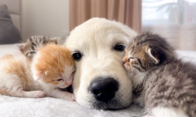 Golden Retriever Puppy and Tiny Kittens [Cuteness Overload]