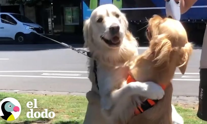 Golden retrievers no pueden dejar de abrazarse cada vez | El Dodo