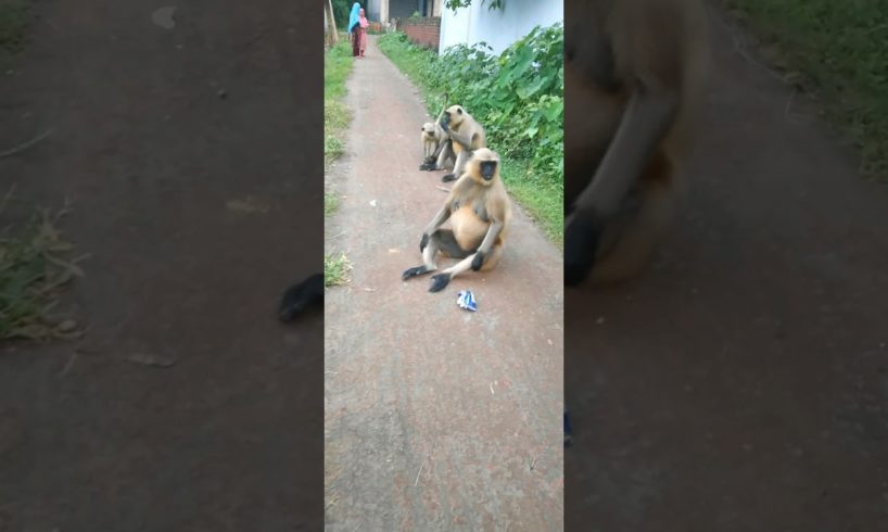 Hanuman's baby is playing.#shorts #short #shortvideo #hanuman #shortsvideo #viral #monkey #animals