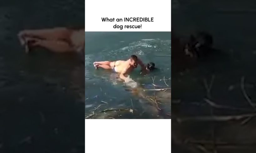 Hero Rescues Dog After They Fell Through Thin Ice!