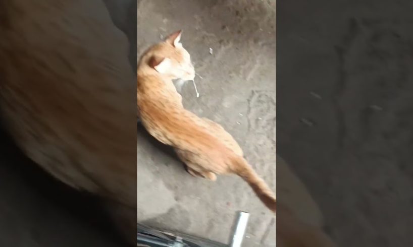 Hungry and injured Cat drinking milk | #tranding #shorts #youtubeshorts