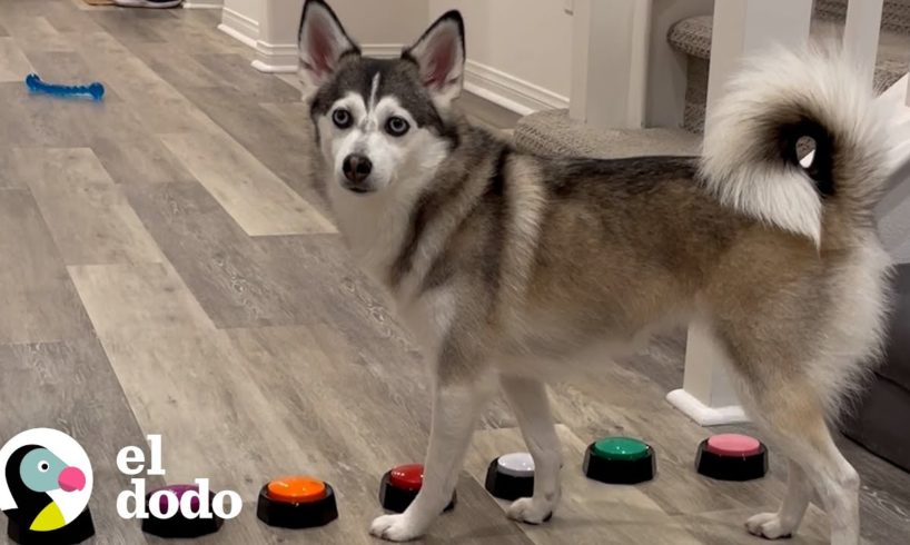 Husky tiene una forma muy específica de llamar la atención de sus padres | El Dodo