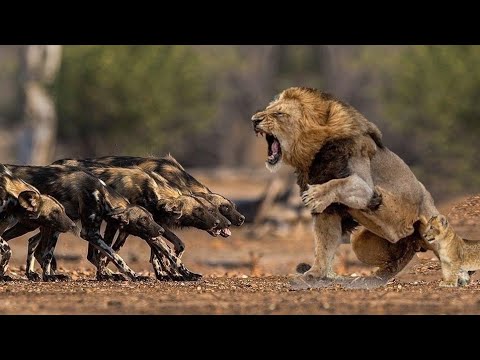 Lion Fight with 20 Wild Dogs To Save His Cub - lion vs Wild Dog