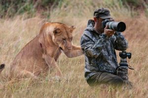 Lion Surprised Wildlife Photographers When He was Taking Pictures of a Pride