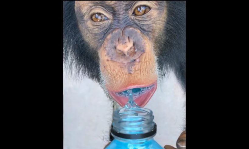 MONKEYS LOVE POWERADE ! 🙉🥤