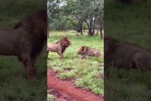 Male Lions Fight - 👆🏼👆🏼FULL VIDEO  #shorts #lions #animals