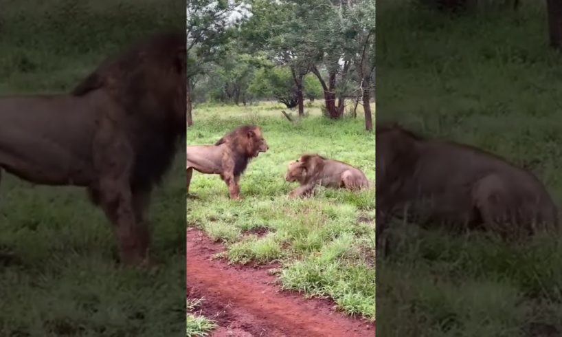 Male Lions Fight - 👆🏼👆🏼FULL VIDEO  #shorts #lions #animals