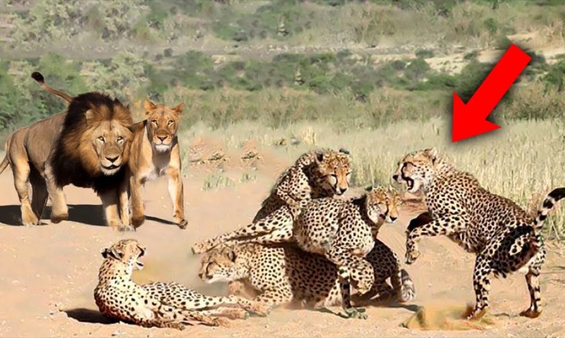 Most EXTREME Wild Animal Fights