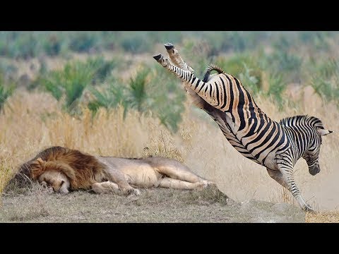 POWERFUL KICK OF ZEBRA TO LIONESS TO DEFEND ANOTHER ZEBRA