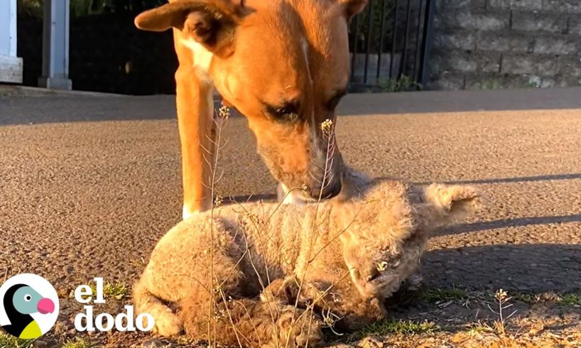 Pequeño cordero se enamora de un perro alfa | Parejas Disparejas | El Dodo