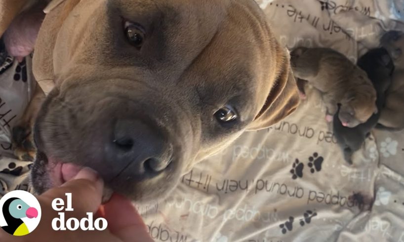 Perrita mamá asustada es rescatada justo a tiempo para tener a sus bebés | ¡Adóptame! | El Dodo